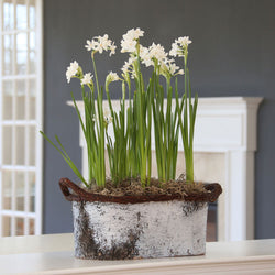 Decorating with Amaryllis and Paperwhites