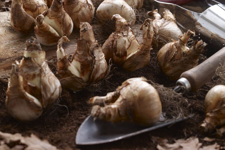 5 Ways to Plant Fall Bulbs (Video)