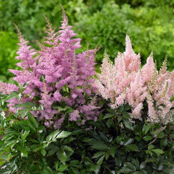 10 Easy Perennials for Shady Gardens