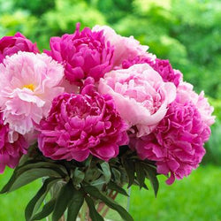 10 Easy Perennials for Sunny Gardens