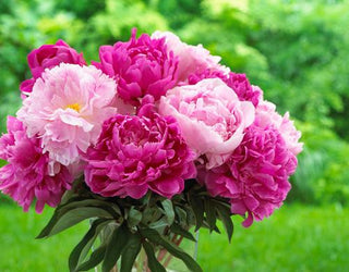 10 Easy Perennials for Sunny Gardens