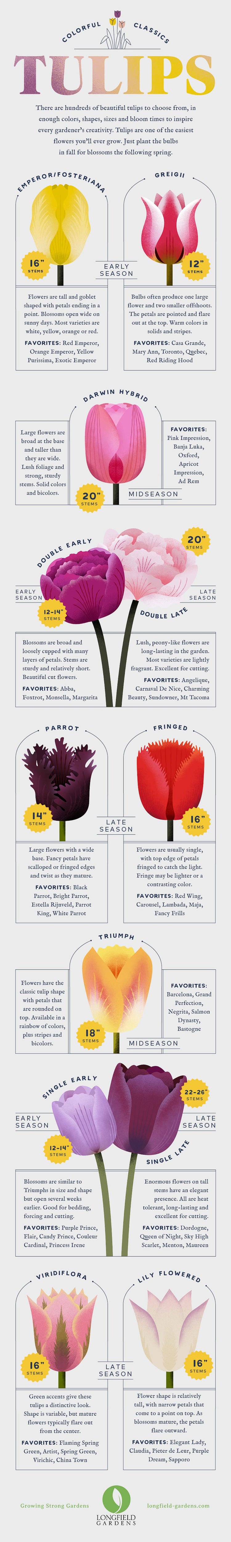 12-types-of-tulips-for-your-garden-1.jpg