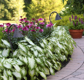 Landscaping with Caladiums