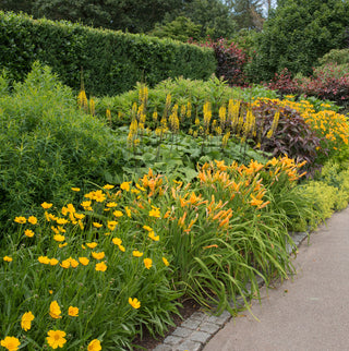 5 Tips for Growing Daylilies