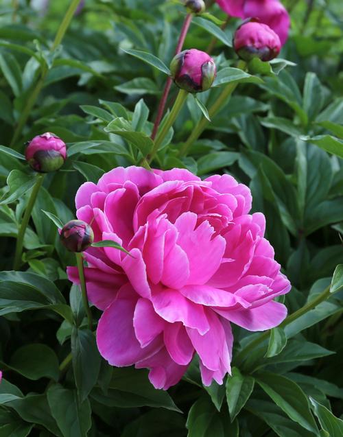 5-tips-for-growing-peonies1.jpg