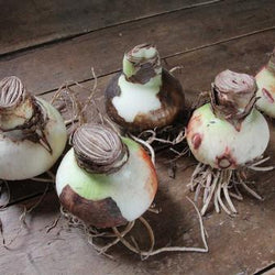 6 Tips for Growing Amaryllis