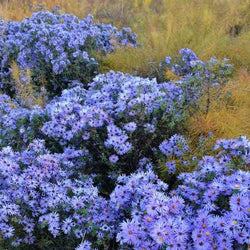 6 Tips for a More Colorful Flower Garden