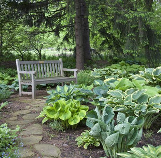 7 Tips for Growing Hostas