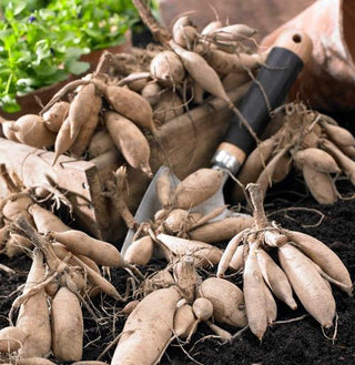 8 Tips for Growing Better Dahlias