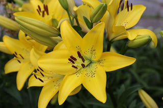 melodie double asiatic lily Lily Double Asiatic Double Lady 5ct