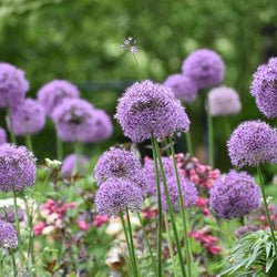 How to Plant Allium Bulbs (Video)