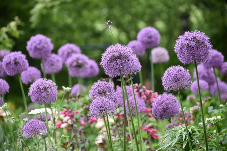How to Plant Allium Bulbs (Video)