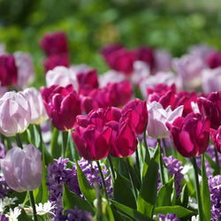 Planting Fall Bulbs: In Perennial Gardens (Video)