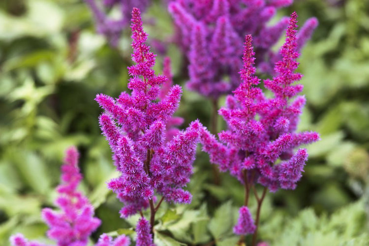 How to Plant and Grow Astilbes (Video)