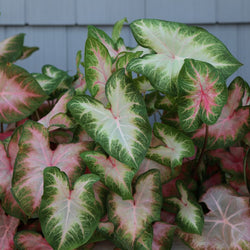How to Plant Caladium Bulbs (Video)