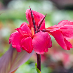 How to Plant Canna Lily Bulbs (Video)