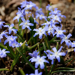 Planting Fall Bulbs: Under Trees (Video)