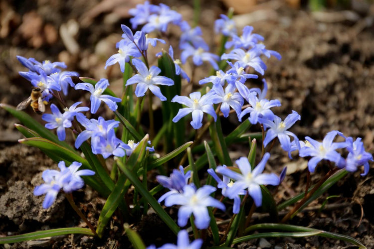 Planting Fall Bulbs: Under Trees (Video)