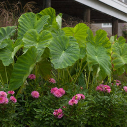 How to Plant Elephant Ears (Video)