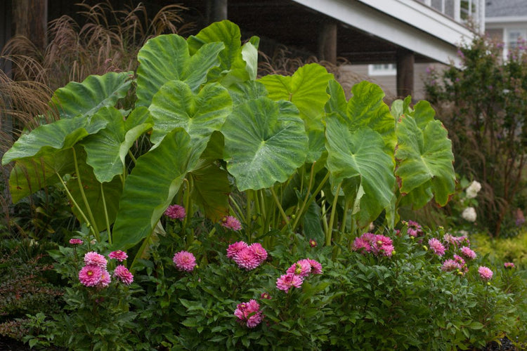 How to Plant Elephant Ears (Video)