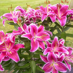 How to Plant and Grow Lilies (Video)