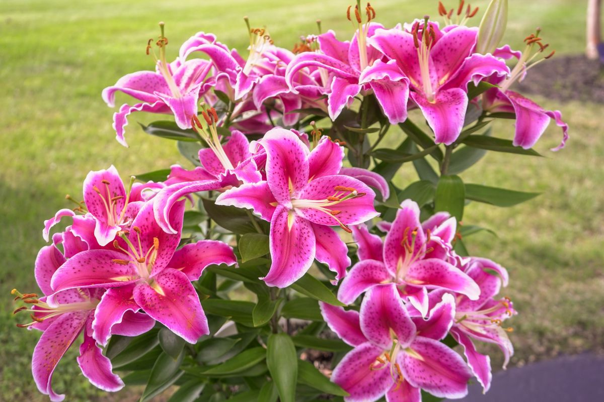 How to Plant Lilies