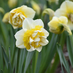 How to Plant Daffodil Bulbs (Video)