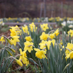Planting Fall Bulbs: In a Meadow (Video)