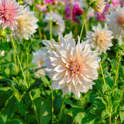 How to Plant Dahlias (Video)