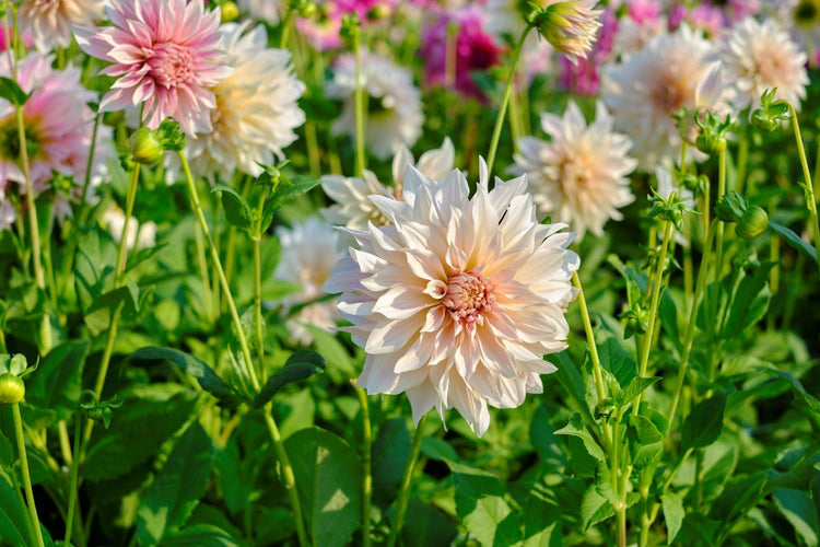How to Plant Dahlias (Video)