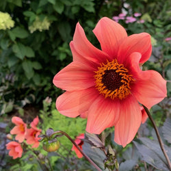 How to Lift and Store Dahlia Bulbs (Video)