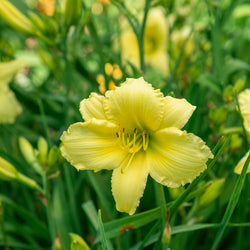 Landscaping With Daylilies