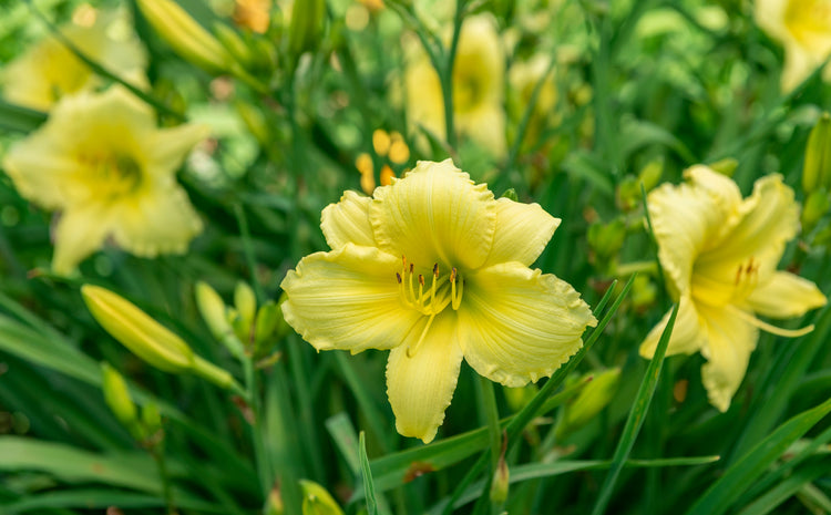 Landscaping With Daylilies