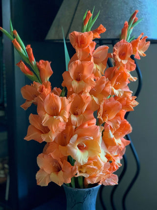 7 Tips for Growing Gladiolus