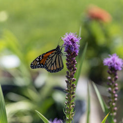 Attract Butterflies with Liatris (Video)