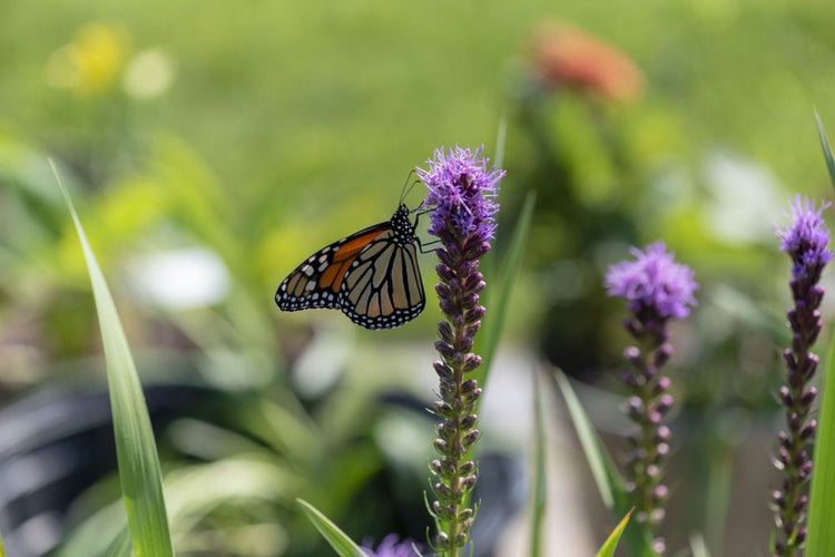 Attract Butterflies with Liatris (Video)