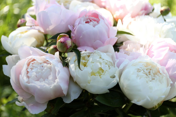 How to Cut Peonies (Video)