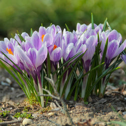 Planting Fall Bulbs: In A Lawn (Video)