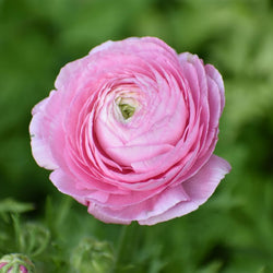 How to Plant and Grow Ranunculus (Video)