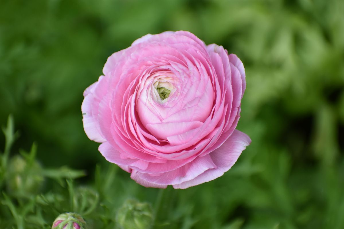 How to Plant and Grow Ranunculus