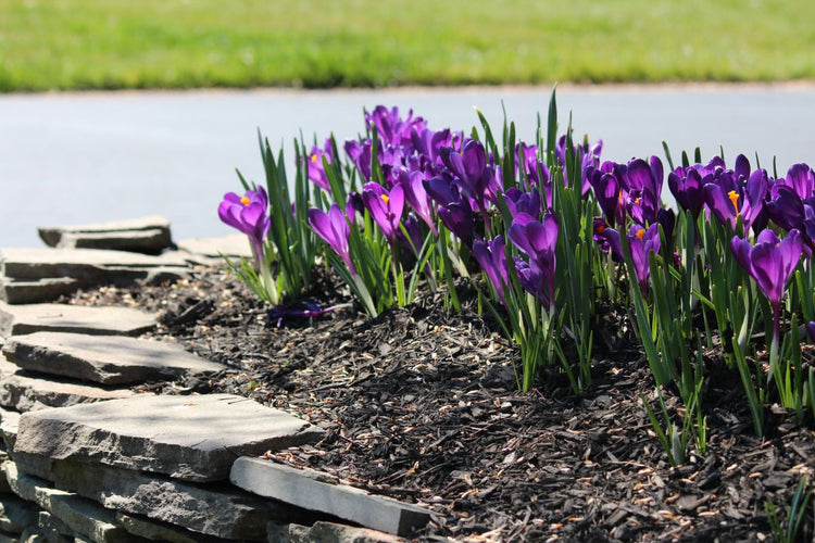 Planting Fall Bulbs: In a Shade Garden (Video)