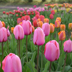How to Plant Tulip Bulbs (Video)