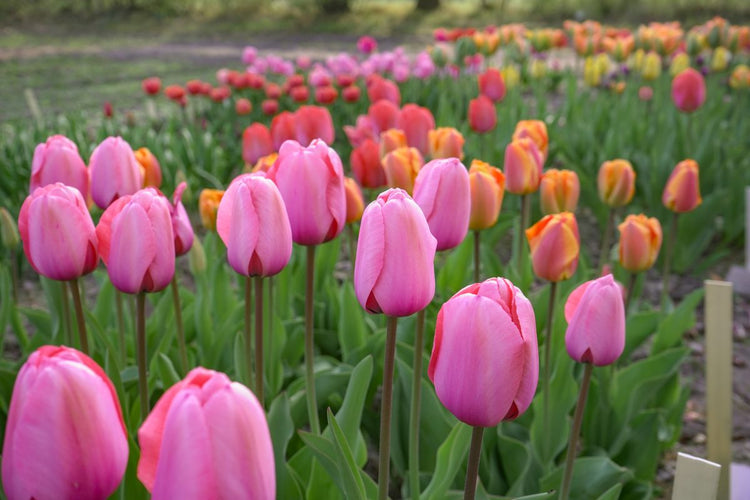 How to Plant Tulip Bulbs (Video)