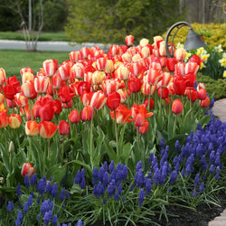Planting Fall Bulbs: Along a Front Walk (Video)