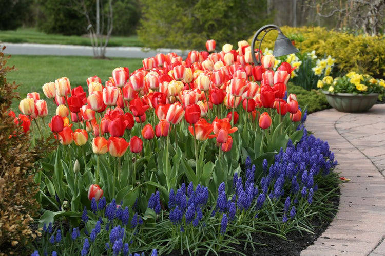 Planting Fall Bulbs: Along a Front Walk (Video)