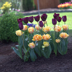 Planting Fall Bulbs: Front Door Garden (Video)