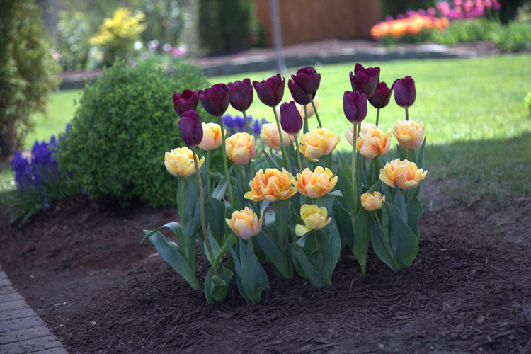 Planting Fall Bulbs: Front Door Garden (Video)