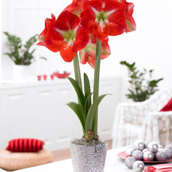 All About Amaryllis