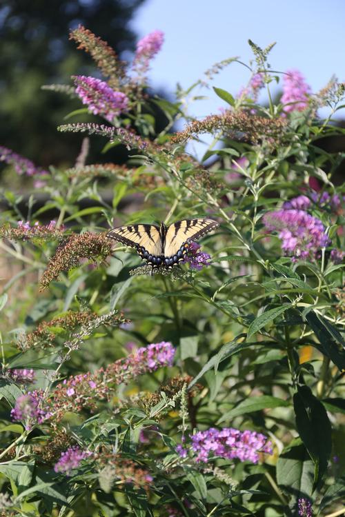 All About Buddleia