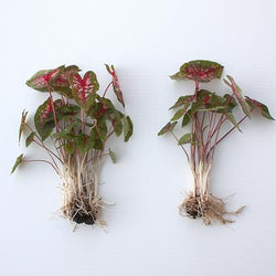 All About Caladiums